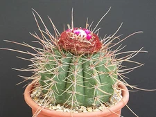 Melocactus Ernestii ssp longicarpus long spines cacti rare cactus seed 100 SEEDS