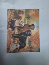 Dogs Diamond Painting 40cmx30cm