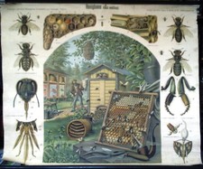 Honigbiene (Apis mellifica). Lehrmitteltafel