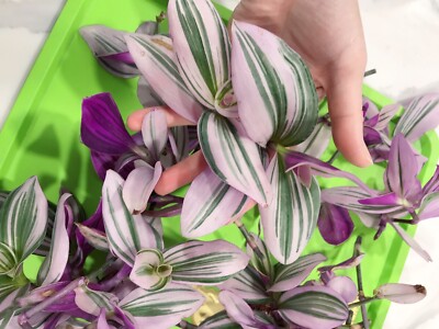 Temporary OUT OF STOCK !!! Tradescantia Nanouk Rare “Pink