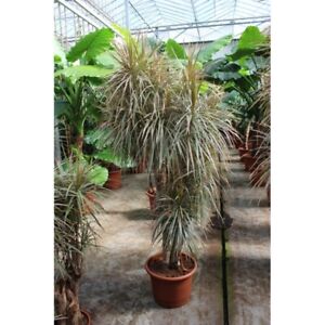 Dracaena-marginata-cv-039-Tricolor-Rainbow-039-Indoor-Outdoor-12in-Tall