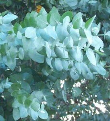 Argyle Apple Seeds Florist Filler Grey-Green Leaves Eucalyptus cinerea - Picture 1 of 3