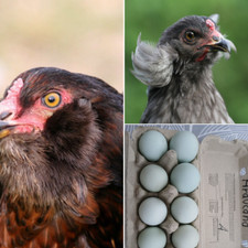 🥚10 uova da cova di polli, Araucana, Greenger
