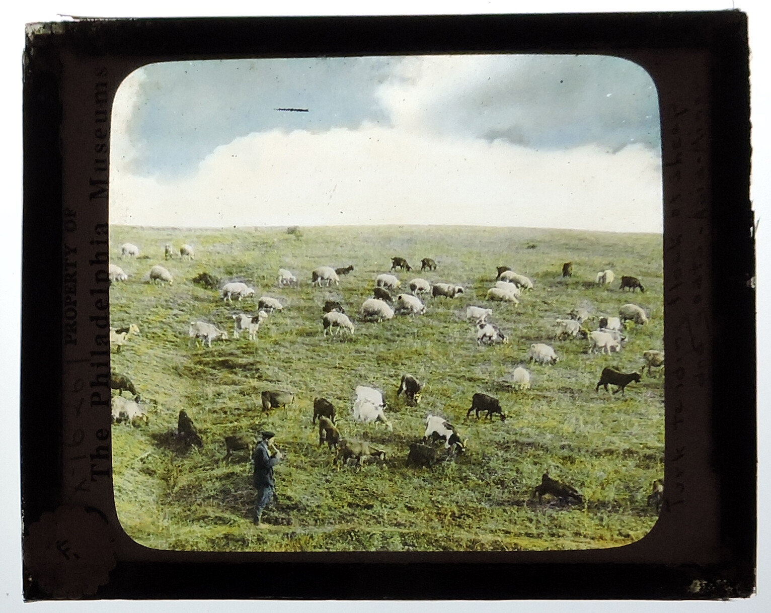 SHEPHERD TENDING FLOCK OF GOATS + SHEEP, ANTIQUE PHOTO ON GLASS eBay