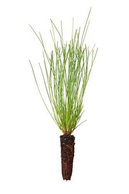 #ad #ad 100 Longleaf pine tree plug seedlings $79.00