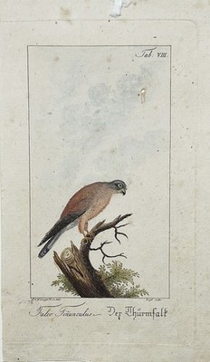 Ludwig von Wildungen / G. Vogel  Thurmfalke kestrel Vogel Ornithologie bird 1800