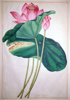 Watercolour Indian Lotus Flower 1800