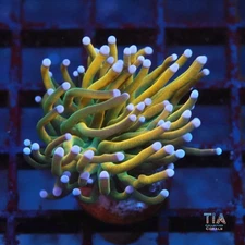 Dragon Rider Holy Grail Torch - NOT WYSIWG | Live LPS Coral | Aquacultured