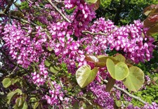 CERCIS SILIQUASTRUM, Judas Tree, scented tree shrub, 10-15cm tall