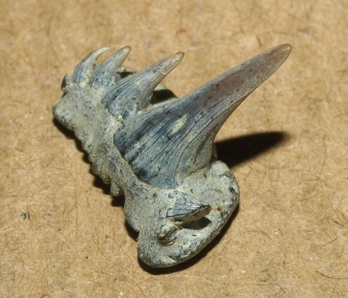 Shark tooth -Paraorthacodus recurvus, Cretaceous of Russia, uncommon white color - Picture 7 of 15