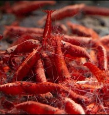 10 1 Fire Red Cherry Shrimp- Freshwater Neocaridina Aqarium Shrimp Live