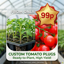 Tomato Plug Plants - Sungold Gardeners Delight Moneymaker Shirley Outdoor Girl