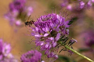 SEEDVILLE USA 100 Rocky Mountain BEE PLANT Cleome Serrulata Flower Seeds