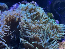 Fluorescent Green Bubble Tip Anemone 7-10 Inch XL Size