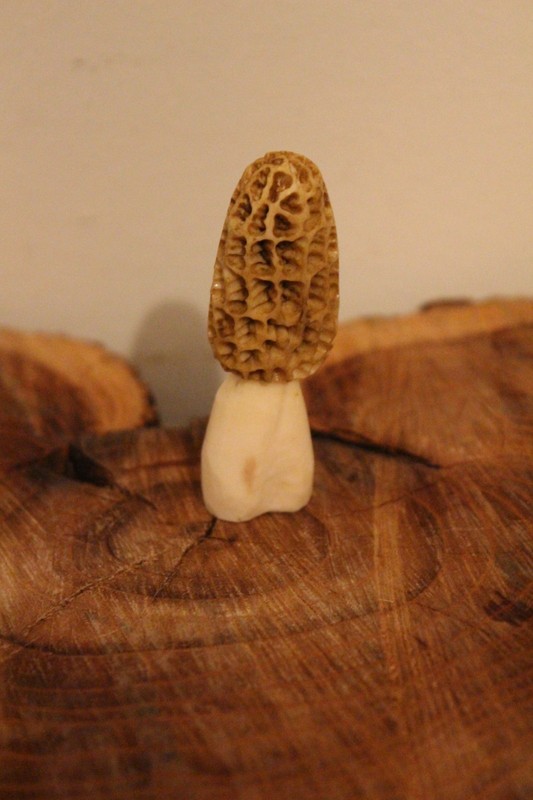 Carved Yellow Morel Mushroom from a Shed Whitetail Moose  Antler Point