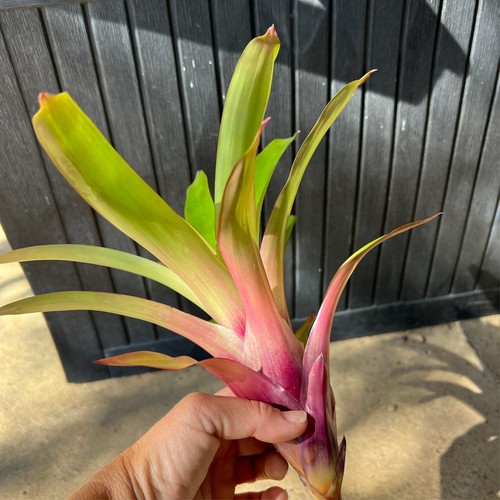 Vriesea SCHWACHEANA x VR ENSIFORMIS BICOLOR - Med Sized Grower - Bromeliad - Picture 2 of 10