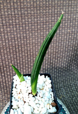 Sansevieria Canaliculata Dwarf Snake Plant Houseplant Succulent