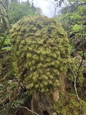 Live Stair Step Mountain Moss Terrarium Fairy Garden Decor (5) Quart Size Bags 