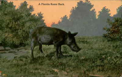 Florida Razor Graphics Postcard: A Florida Razor Back. | eBay