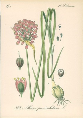Chromolithographie : Bleicher Lauch. Allium paniculatum L. Liliaceae. Hallier, D