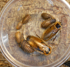 25 Blaberus atropos Roaches 3/4" to 1.5" Insect,Bearded Dragons,feeder,gecko