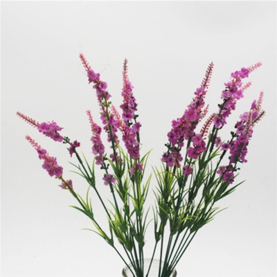 lavender heather