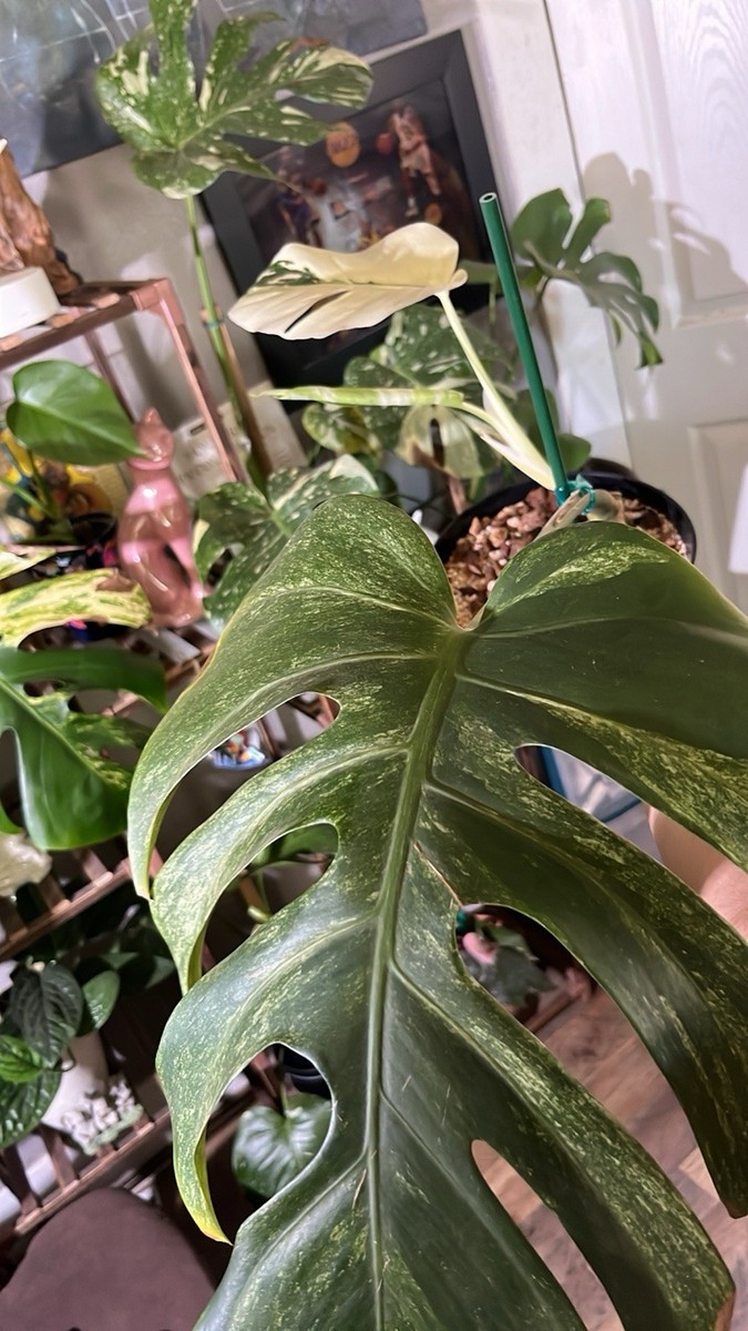 Xl 1 Leaf Cutting With 2 New Leafs Monstera Jungle Mint Noid | eBay