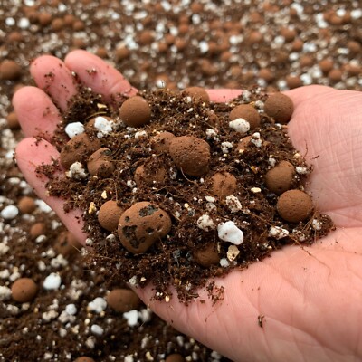 POTHOS & HOYA Soil Mix (Devils Ivy Scindapsus Epipremnum Cebu Repotting  Compost) | eBay UK