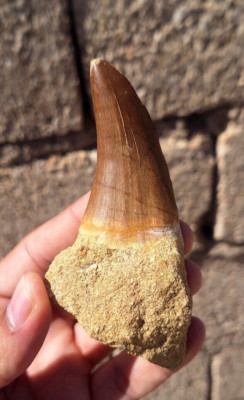 Discover the Power of Mosasaurus Teeth 6,5 cm Echoes from the Cretaceous Era