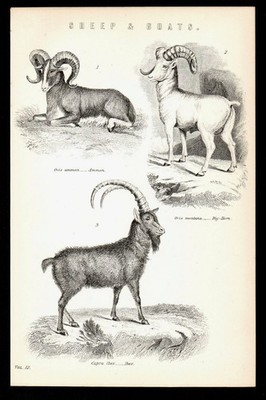 SCHAFE UND ZIEGEN 1887 Ammon - Großhorn - Steinbock VIKTORIANISCHE LITHOGRAPHIE