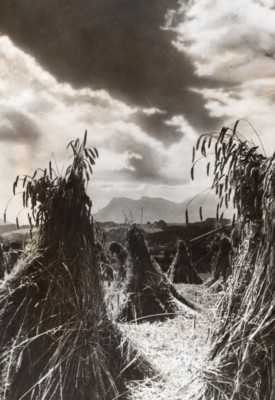 Frankreich Weizen? Ernte Landwirtschaft altes Trampus Pressefoto 1942
