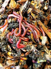 3 LBS. PURE RED WIGGLERS (EISENIA FETIDA) FREE SHIPPING-WEATHER DETERMINES SHIPG