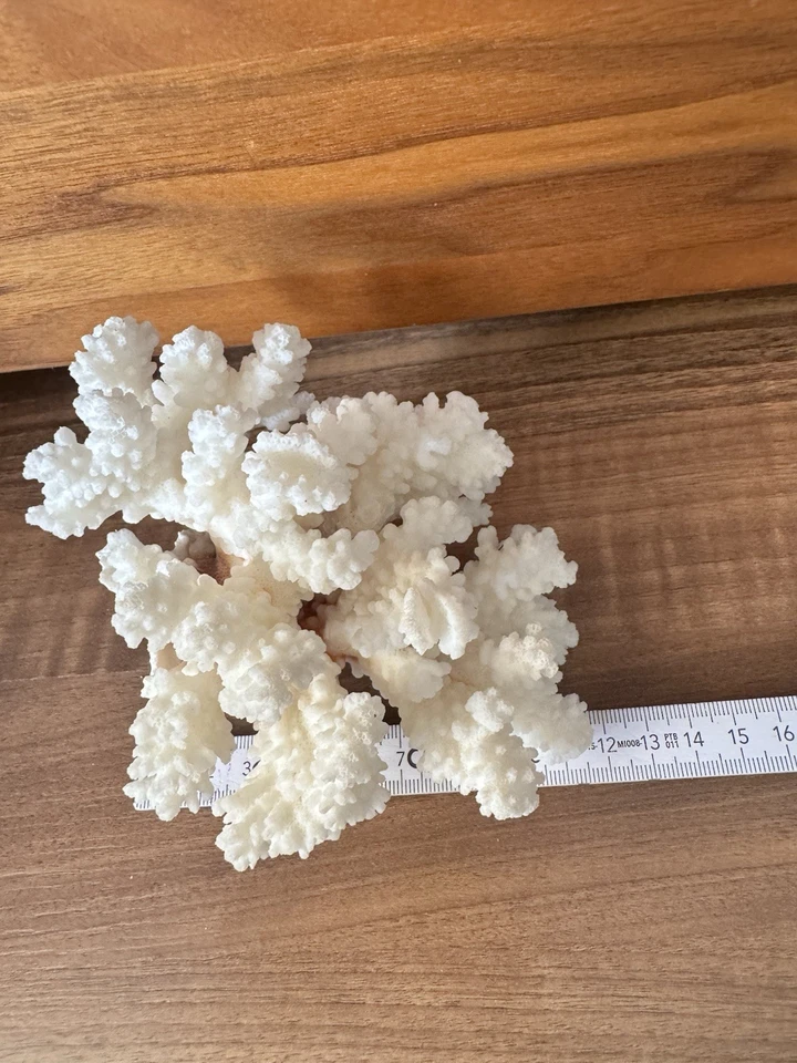 Weiße Steinkoralle 14 cm - Bild 3 von 4