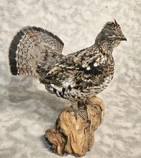 Handsome Table Ruffed Grouse pheasant Taxidermy Bird Art from Alaska