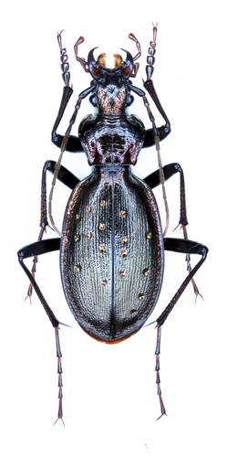 Carabidae, Carabus (Platycarabus) depressus ssp. bonelli, Italy, pair - Picture 2 of 5