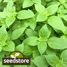Lemon Basil Seeds | Heirloom / Non-GMO | Free Shipping | Seed Store | 1129