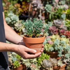 100 Crassula Marnieriana Curly Seeds – Rare Spiral Succulent for Pots