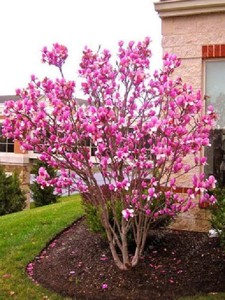 Magnolia Seeds Beautiful Flower Tree Seeds Magnolia Plants 30 Pcs Free Shipping Ebay