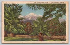 Oranges And Snow Capped Mountains California In Winter Linen Postcard Posted
