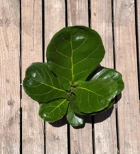 FICUS LYRATA Large Leaf Fig in 6" Pot| LIVE Indoor & Outdoor Tropical HousePlant