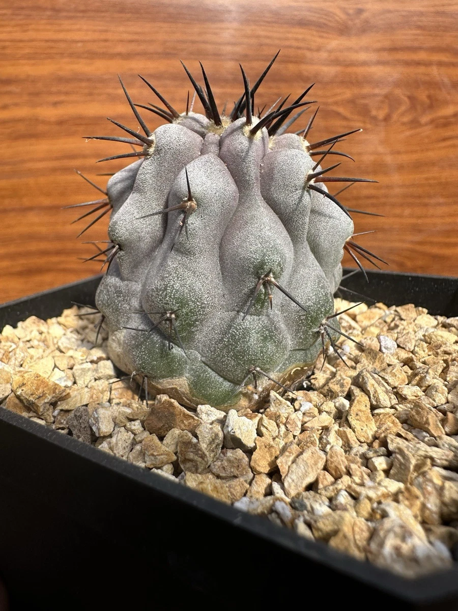 25+ Copiapoa for sale | Updated Oct 2026