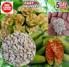 Dried Ivy Gourd Seeds Coccinia Grandis Scarlet gourd kowai Tndora high quality