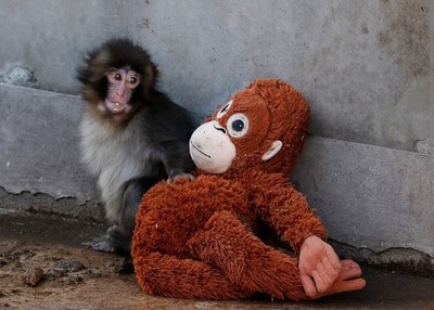 Punch Orangutan Djungeskog Monkey Brown 26 inch Ikea Plush