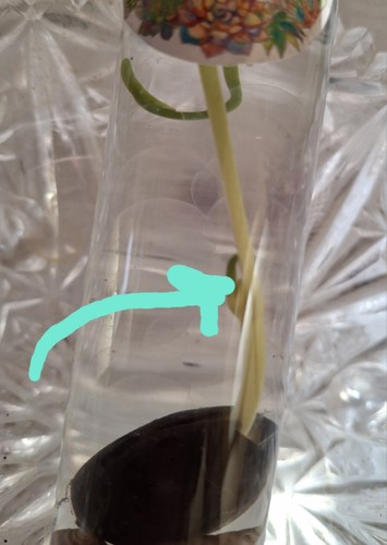 ORANGE Bonsai/ Bowl LOTUS Pre Sprouted (2) 6 Inch Tubes, Tongs, Indoor Flowers - Picture 9 of 12