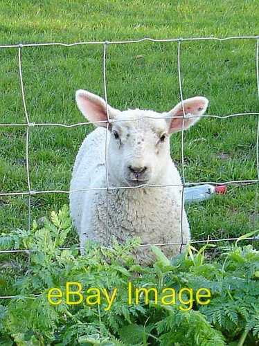 Foto 6x4 Tapferes Lamm Alle seine Kumpels rannten zu ihren Müttern, als ich mich nähere c2007