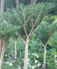 THREE 3 - 5 OZ  AMORPHOPHALLUS KONJAC "LEO SONG" BULBS VOODOO LILY BULB