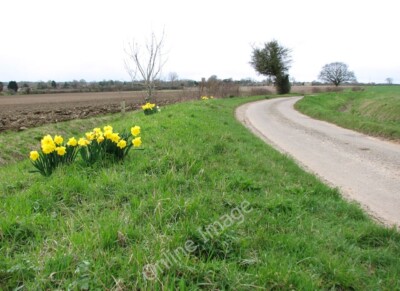 Foto 6x4 Narzissen neben Bussey's Lane Hempnall Die Spur biegt ab The c2010