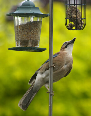 Photo 6x4 Jay (Garrulus glandarius) Southgate/TQ3094 From being a shy bi c2007