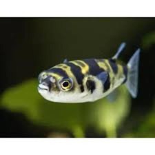 Amazon Puffer 0.5  1  Live Fish   Rare Freshwater Puffer Active Aquarium Fish.