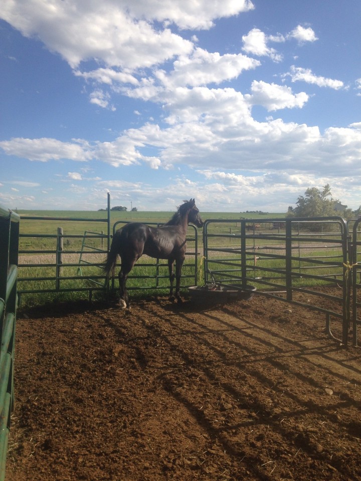 Shampoo Detox Detossinante E Rigenerante, 260 Ml - Foto 4